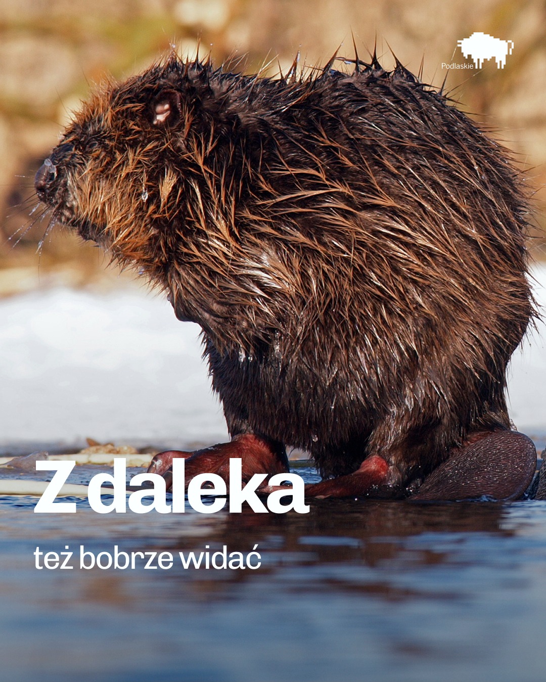 z daleka też bobrze widać - promocja wojew&oacute;dztwa podlaskiego